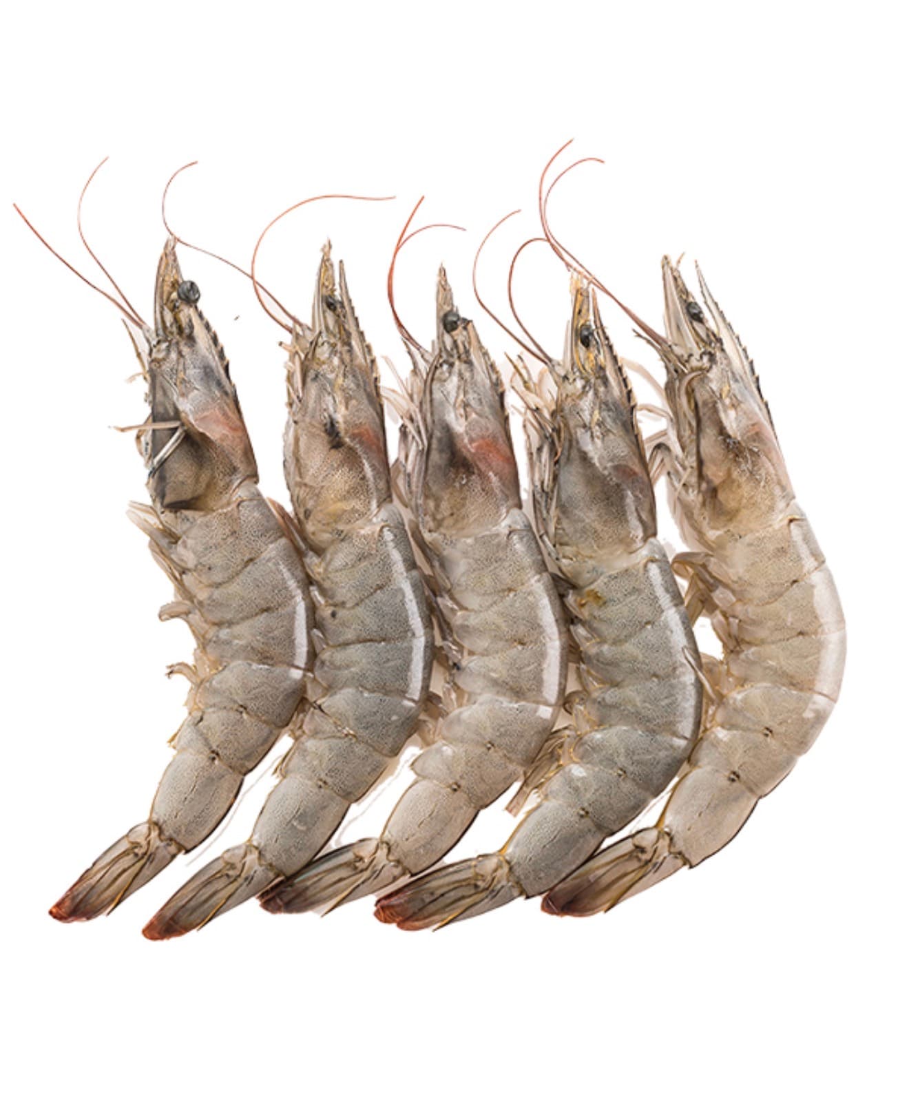 Shrimp 1 kg / الجمبري 1 كيلو