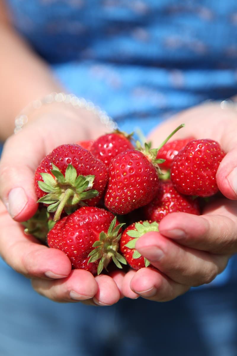 Strawberries 900 GR / فروالة 900 جرام
